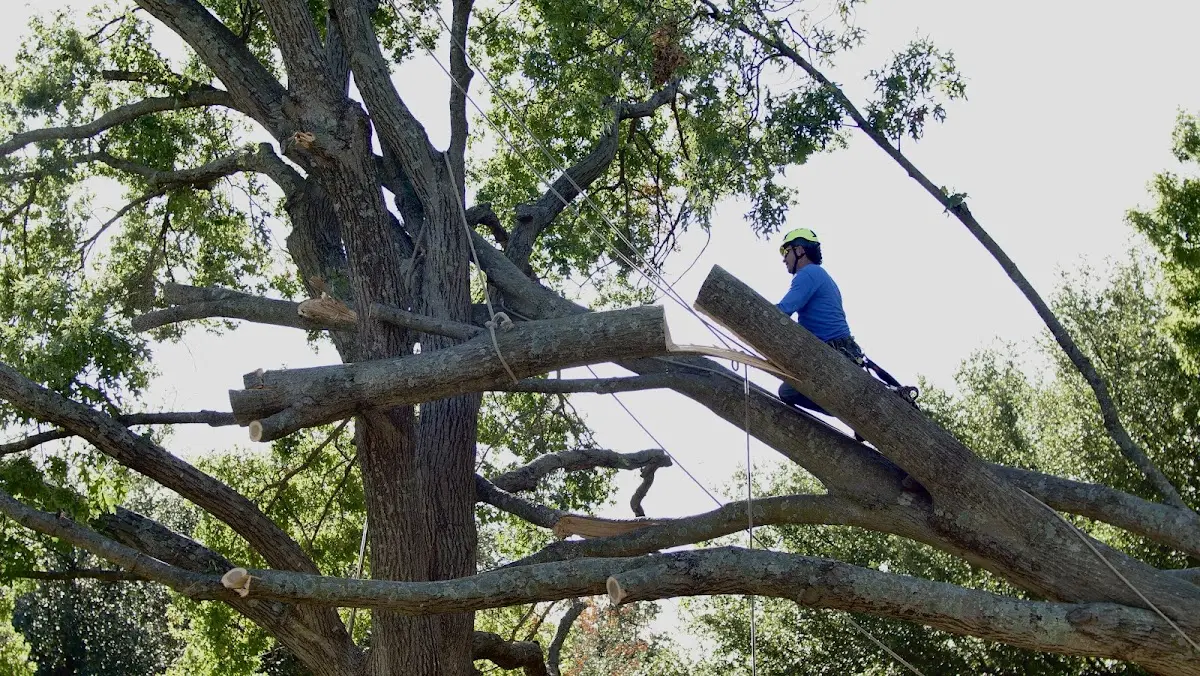 Professional Crown Thinning performed by certified arborists in Lindon