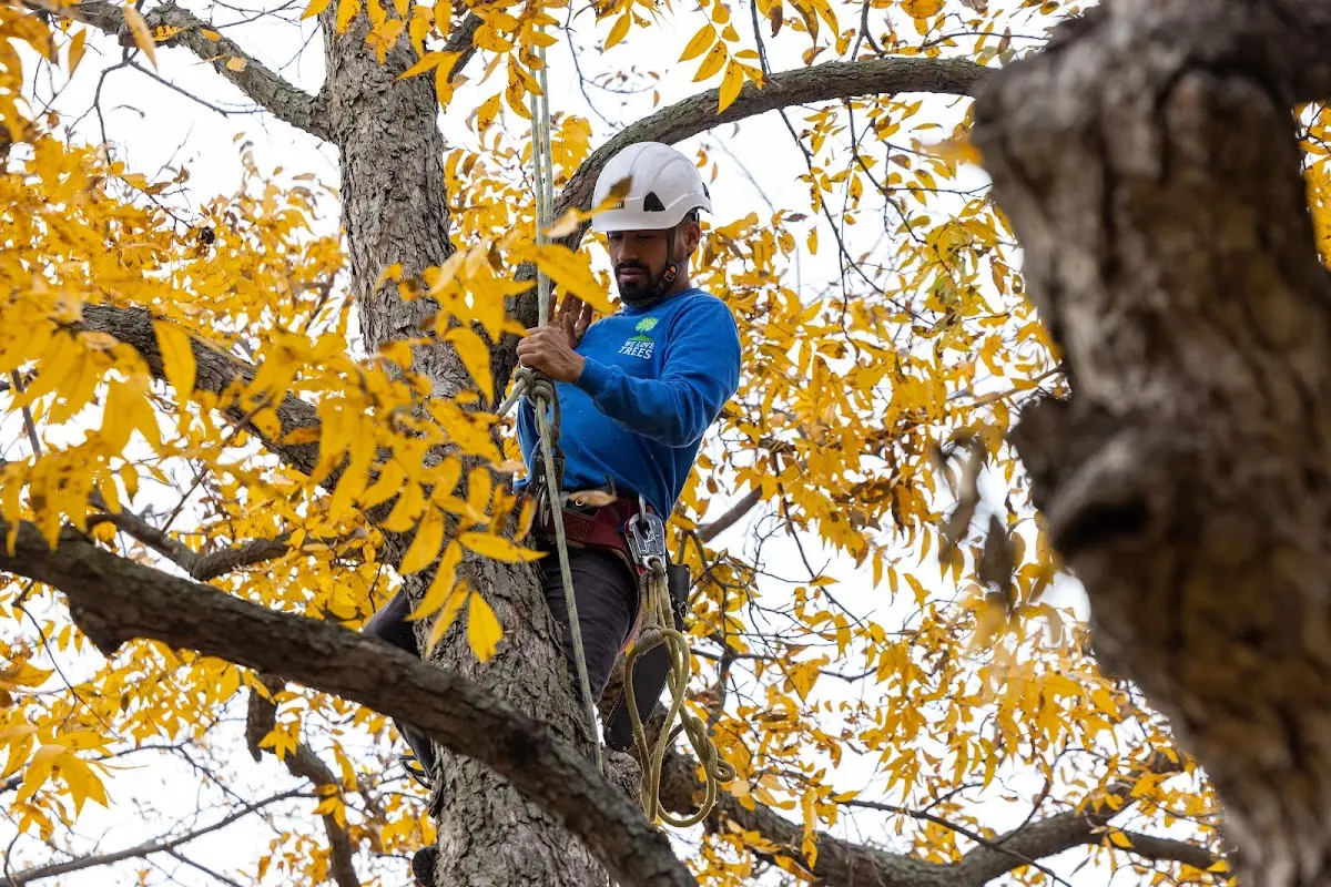Skilled Tree Planing crew working in Lindon